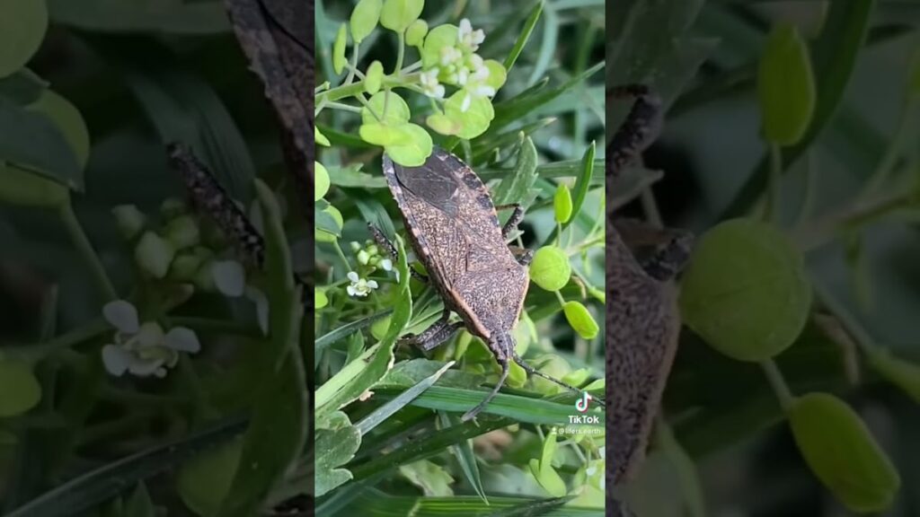 Anasa Tristis Life History: Life Cycle, Host Plants, and Development Stages
